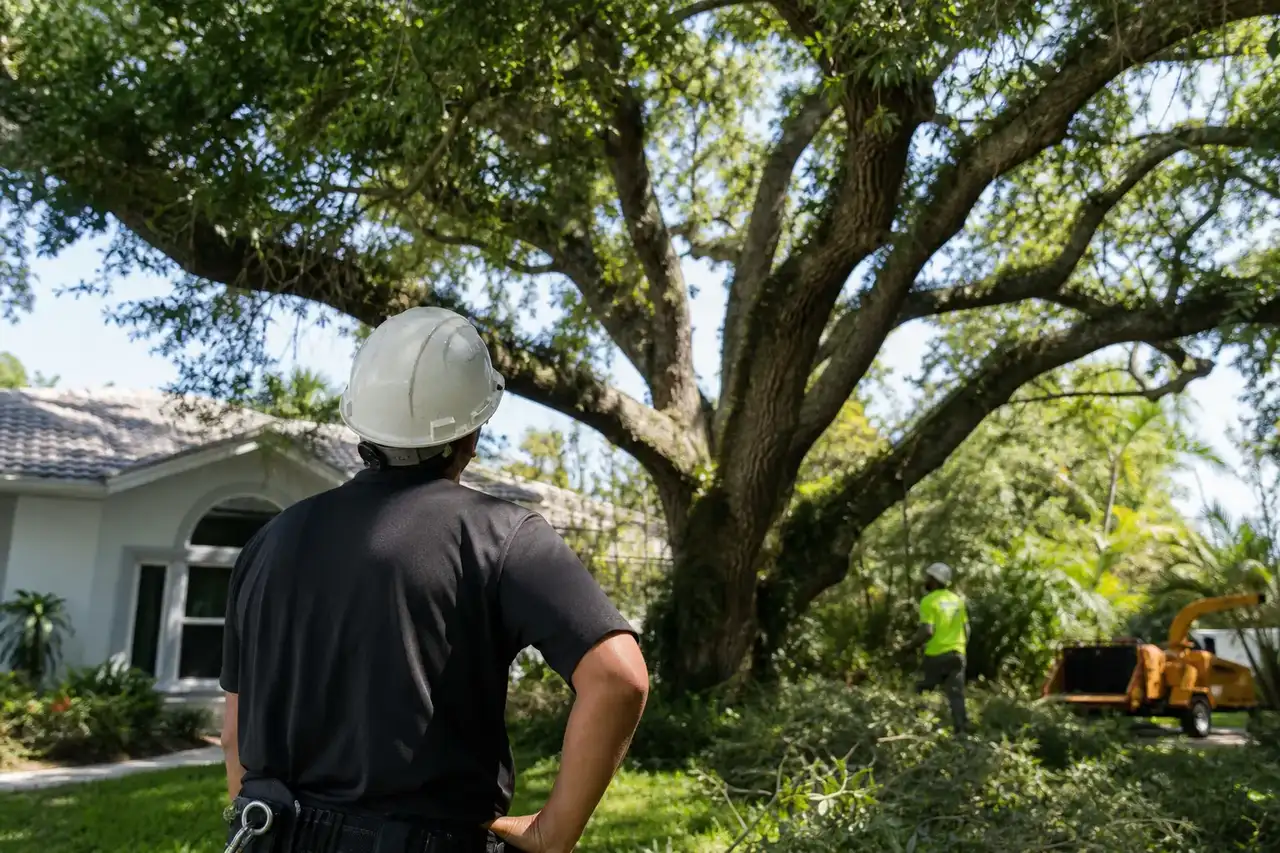 An arborist inspecting a mature tree in a Clearwater yard